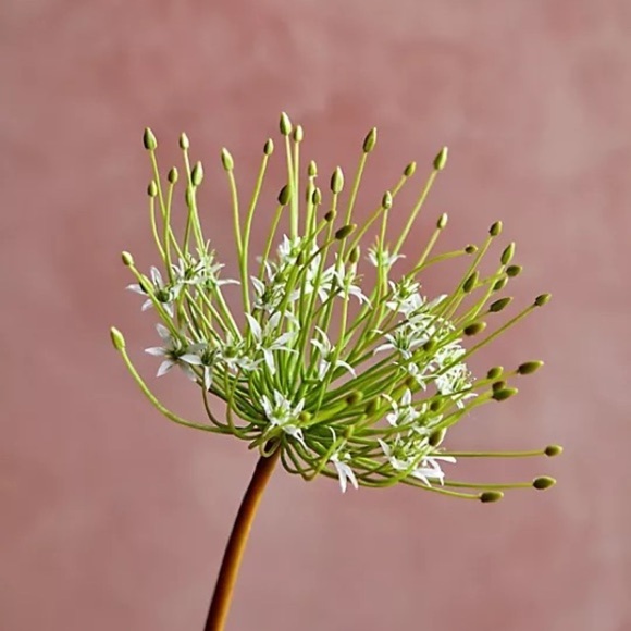 Anthropologie Terrain Faux Allium Stem - Picture 2 of 8